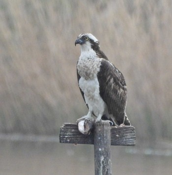 Osprey 弥富野鳥園 Fri, 4/5/2024