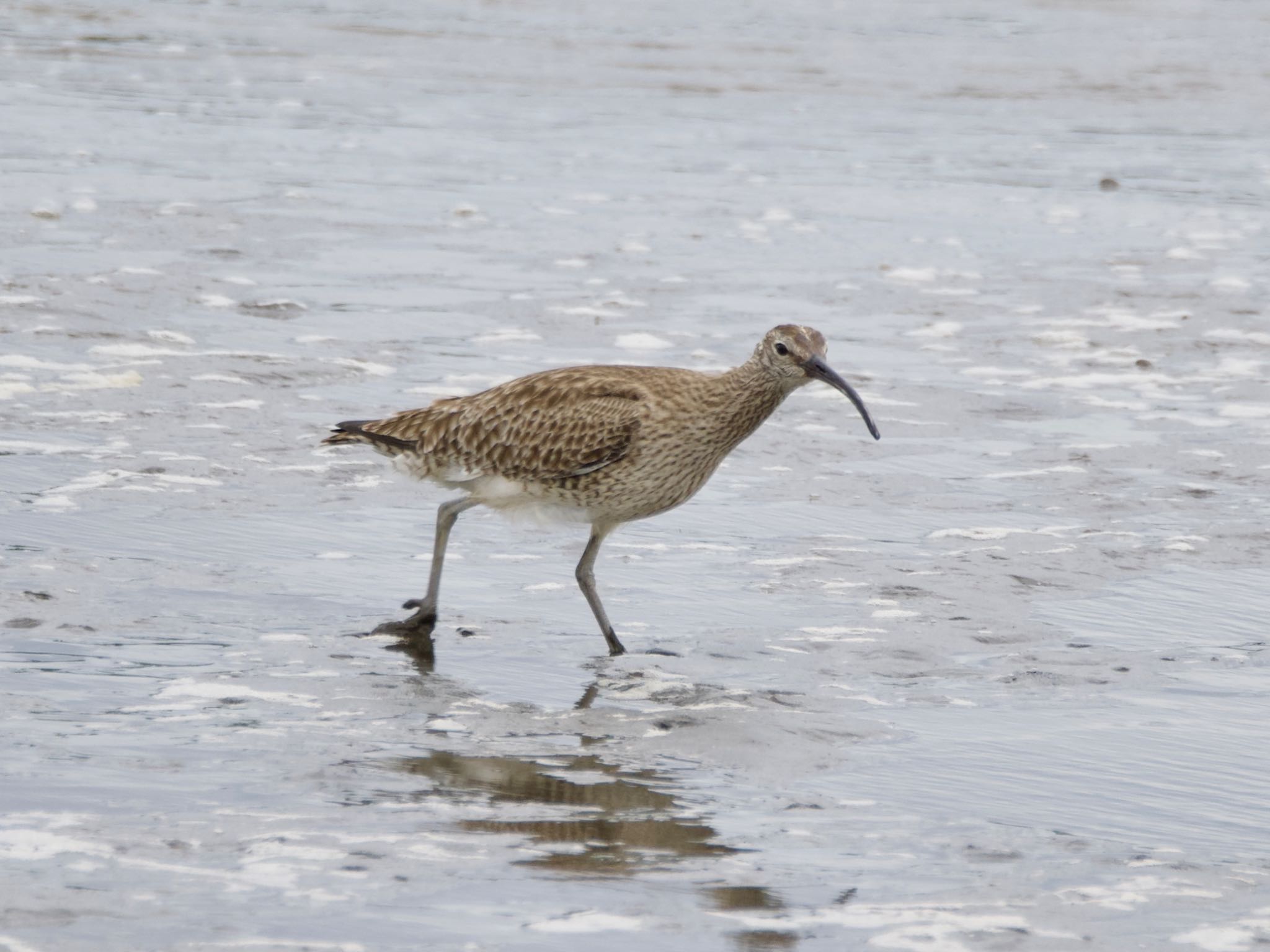 Eurasian Whimbrel