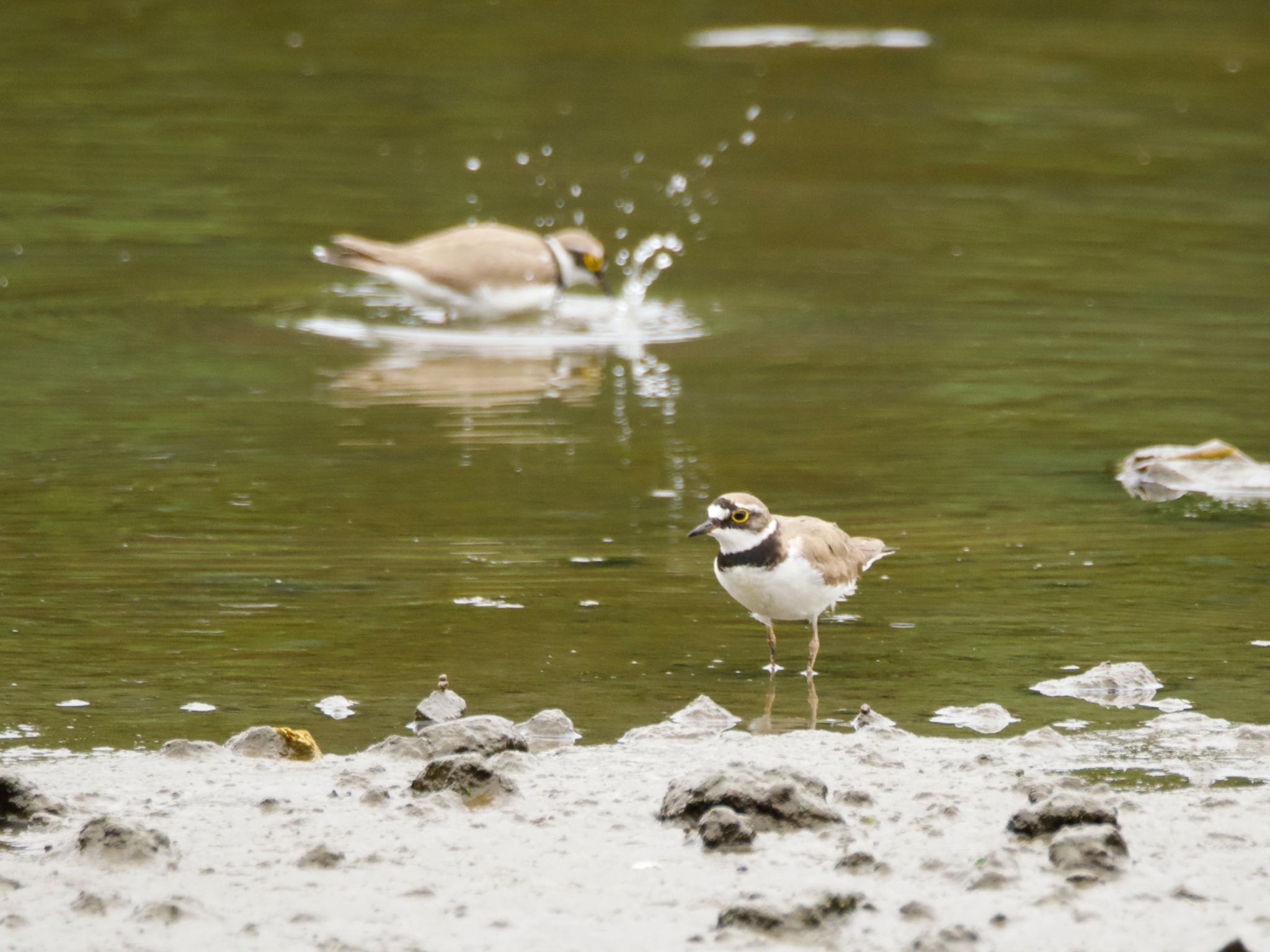 Little Ringed Plover