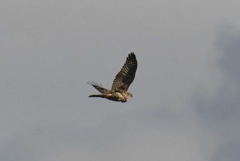 Eastern Marsh Harrier Kabukuri Pond Tue, 1/1/2019