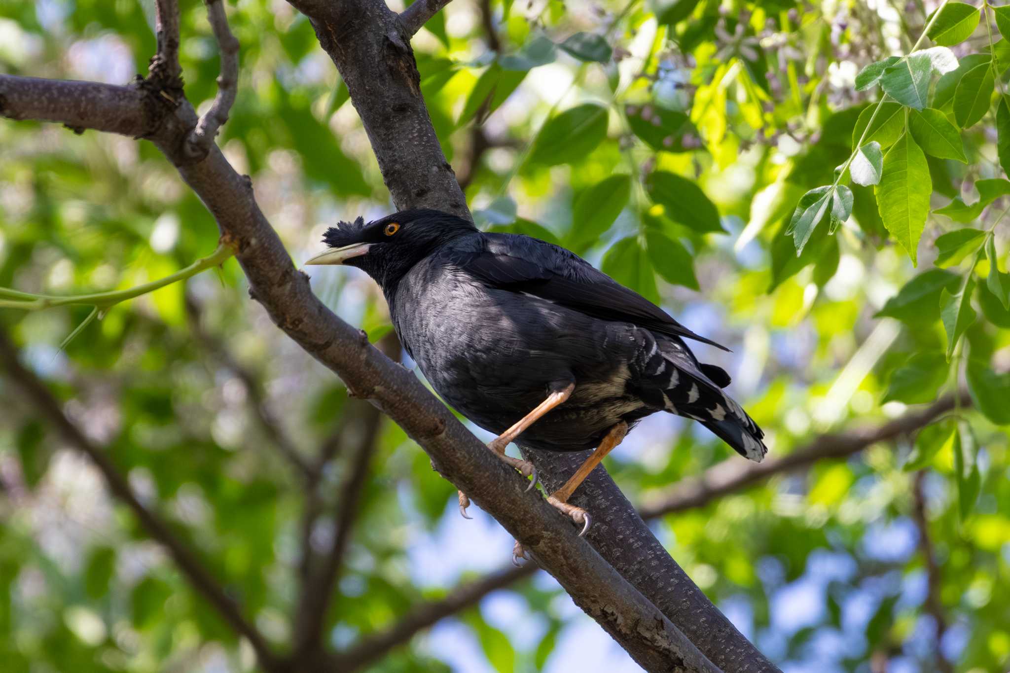 Photo of Crested Myna at 淀川河川公園 by zetsubouteacher