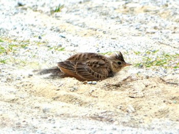 Eurasian Skylark 平城宮跡 Sat, 5/13/2023