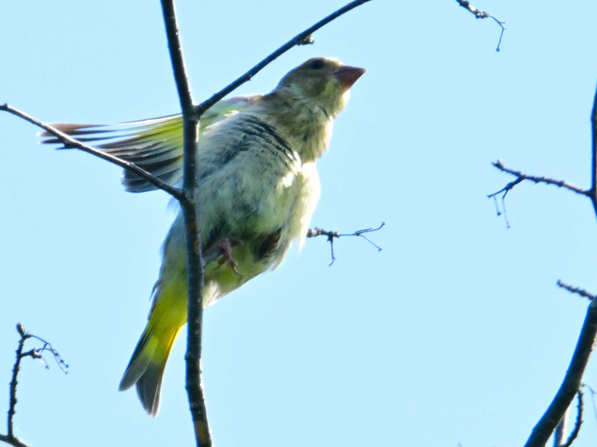 Grey-capped Greenfinch