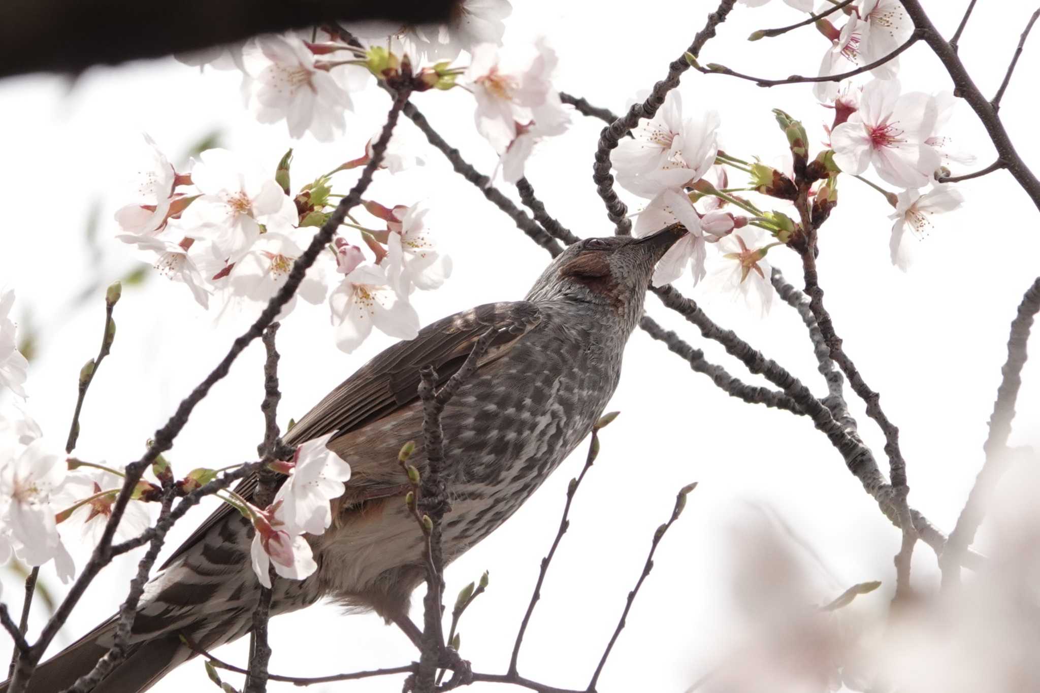 Photo of Brown-eared Bulbul at 万博記念公園 by ゆかゆ