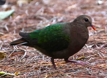 Common Emerald Dove Ishigaki Island Mon, 5/13/2024