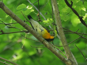 Narcissus Flycatcher 秩父 Sun, 4/28/2024