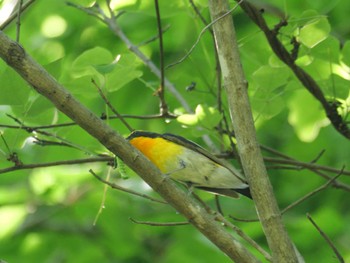 Narcissus Flycatcher 秩父 Sun, 4/28/2024