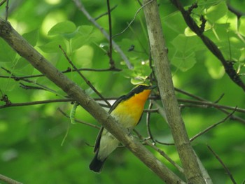 Narcissus Flycatcher 秩父 Sun, 4/28/2024