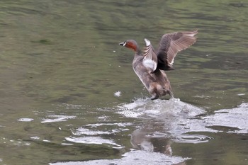 カイツブリ 東京港野鳥公園 2024年4月27日(土)