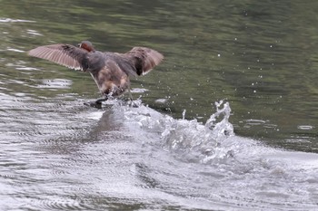 カイツブリ 東京港野鳥公園 2024年4月27日(土)