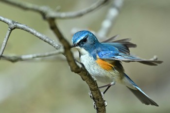 Red-flanked Bluetail 多摩市 Thu, 3/21/2024