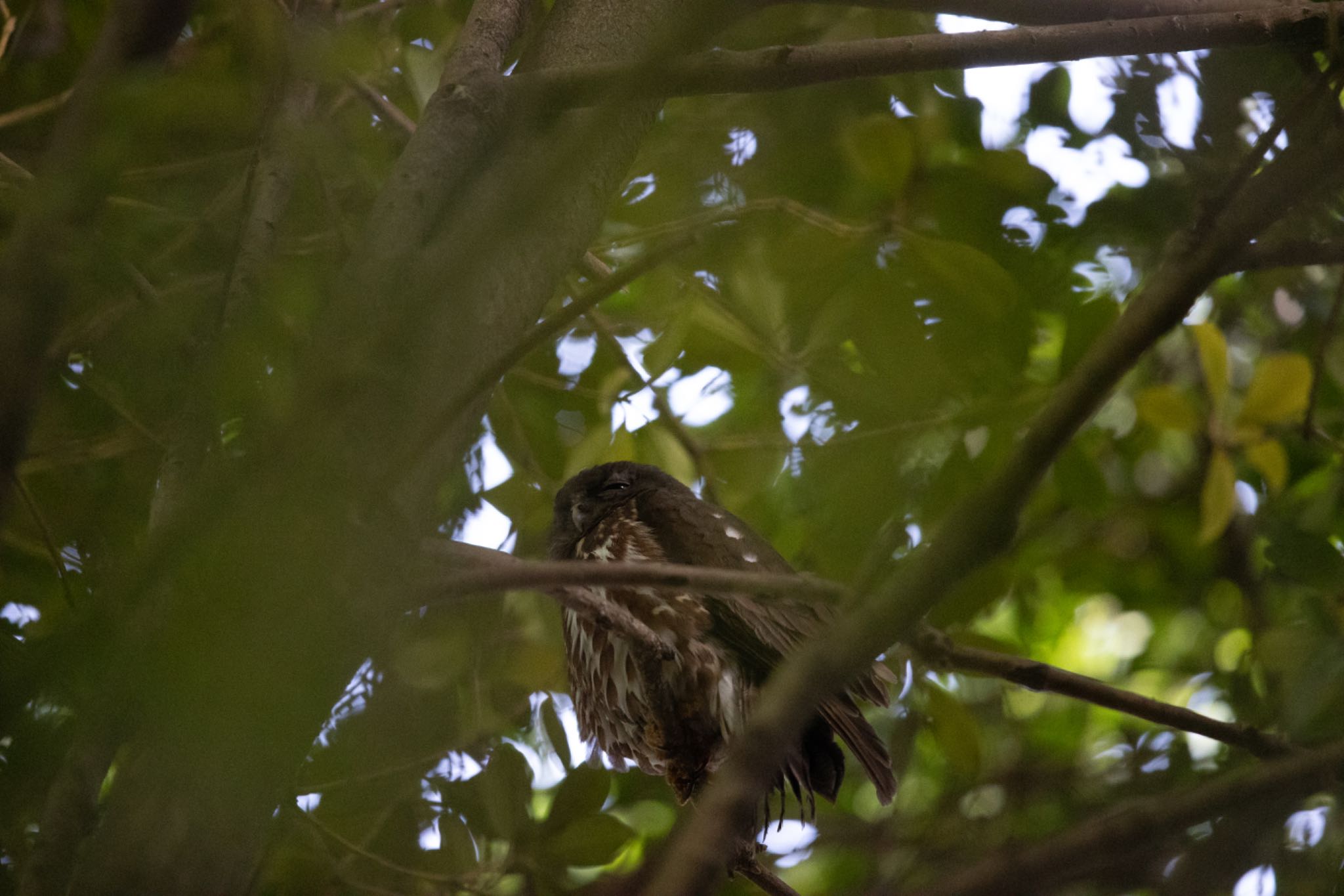 栃木県 アオバズクの写真 by アカウント5644