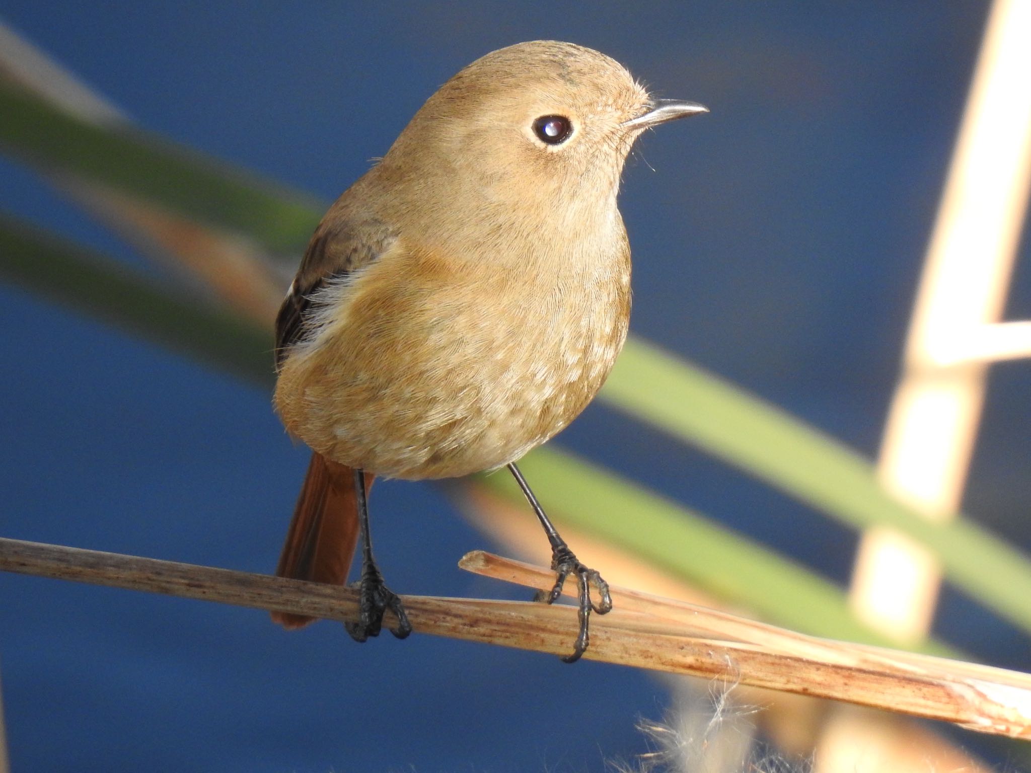 Daurian Redstart