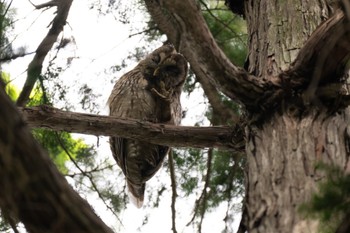 フクロウ 井の頭公園 2024年4月29日(月)