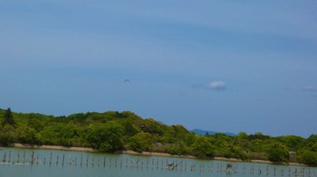 トビ 奈良市水上池 2024年4月28日(日)