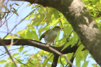 Eastern Crowned Warbler Osaka castle park Sun, 4/14/2024