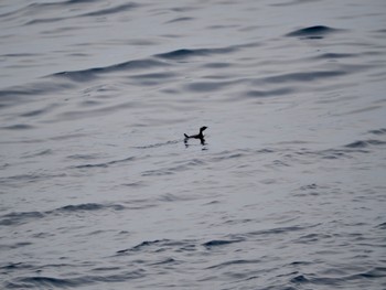 Japanese Murrelet 八丈島航路 Mon, 4/29/2024