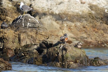 Harlequin Duck 宮城県 Fri, 5/3/2024