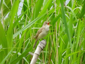 2024年5月12日(日) 谷津干潟の野鳥観察記録