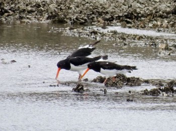 Eurasian Oystercatcher Kasai Rinkai Park Sun, 5/12/2024