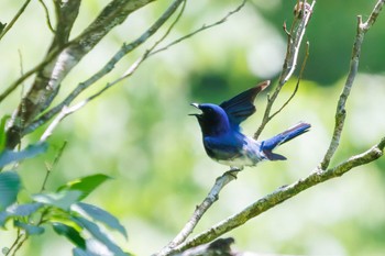 2024年5月3日(金) 早戸川林道の野鳥観察記録