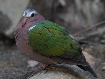 Common Emerald Dove Unknown Spots Wed, 11/21/2018