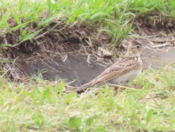 Eurasian Skylark 阿蘇高原 Mon, 5/13/2024