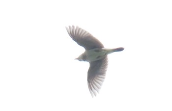 Eurasian Skylark 阿蘇高原 Mon, 5/13/2024