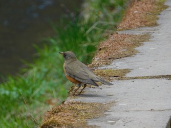 Brown-headed Thrush Senjogahara Marshland Sun, 5/12/2024