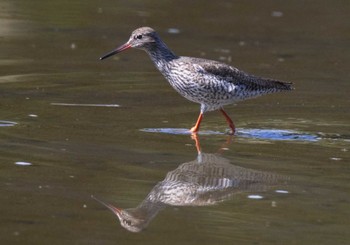 Common Redshank Kasai Rinkai Park Sat, 5/4/2024