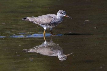 キアシシギ 葛西臨海公園 2024年5月4日(土)