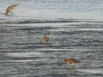 Eurasian Curlew 北九州市　曽根干潟 Wed, 1/2/2019