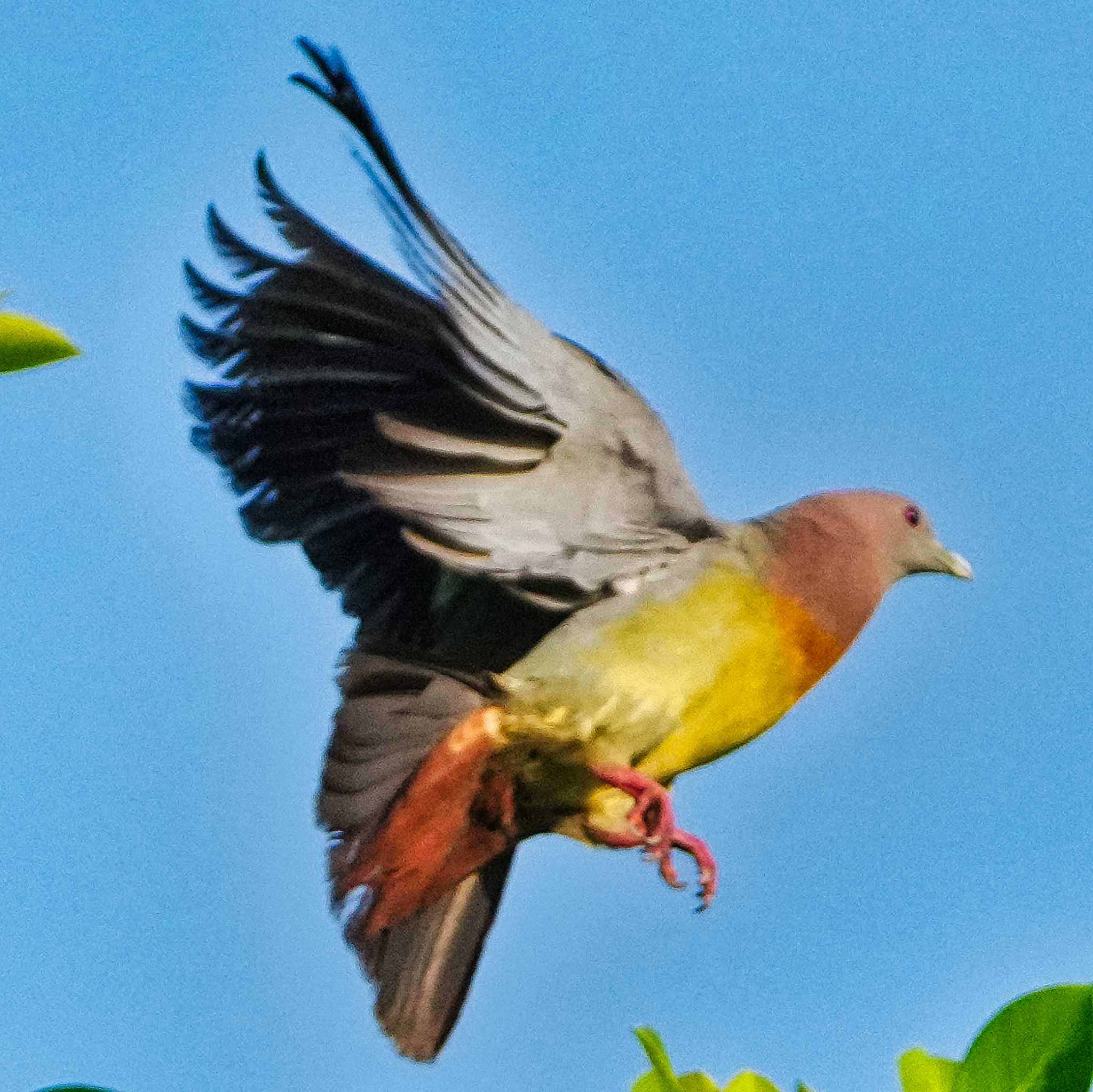 Pink-necked Green Pigeon