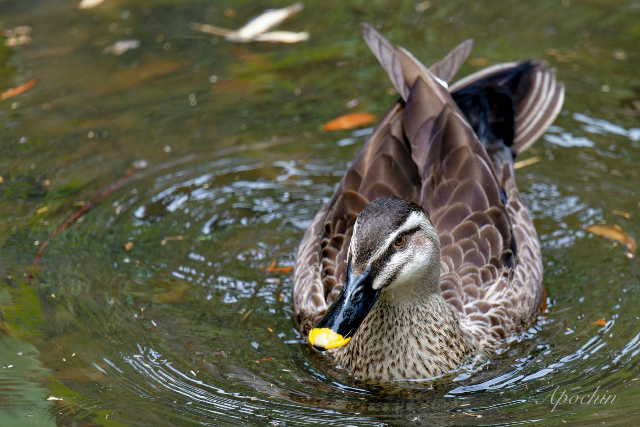 Photo of Eastern Spot-billed Duck at 近所 by アポちん