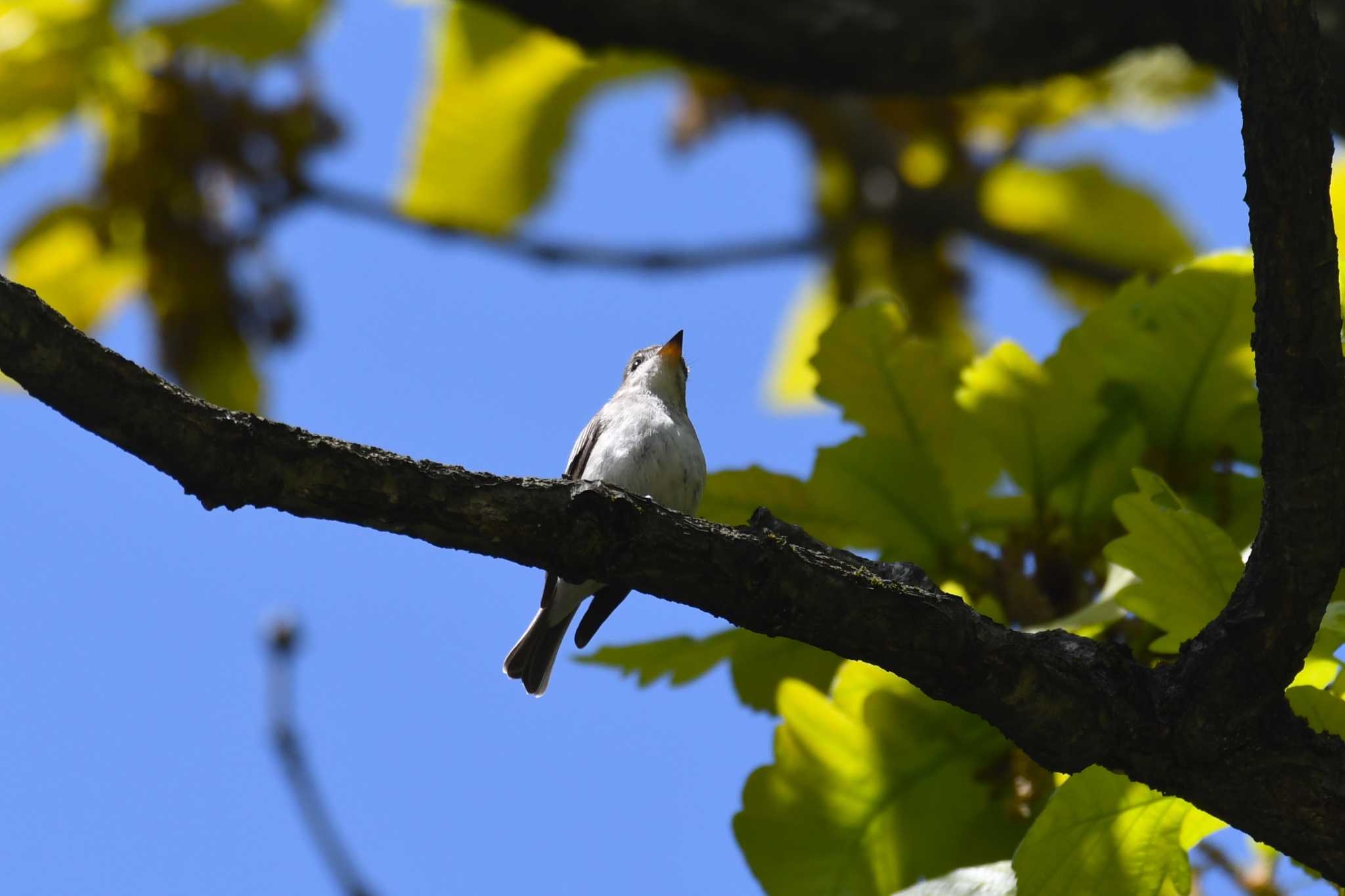 Asian Brown Flycatcher