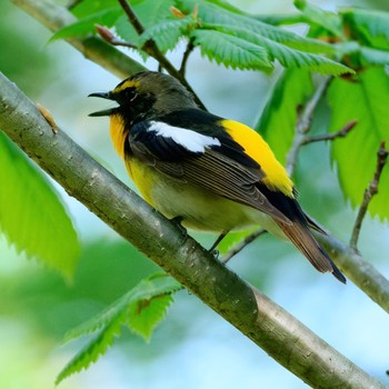 Narcissus Flycatcher Nishioka Park Tue, 5/14/2024