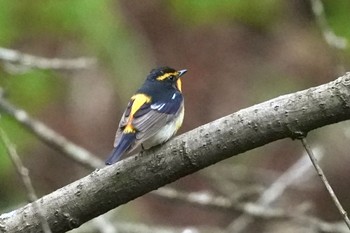 Narcissus Flycatcher 伊香保森林公園 Sun, 5/12/2024