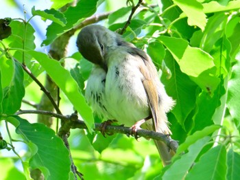 Japanese Bush Warbler 大和民俗公園 Sat, 5/4/2024