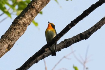 Narcissus Flycatcher 埼玉県 Sat, 4/20/2024