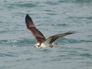 Osprey 北九州市　曽根干潟 Wed, 1/2/2019