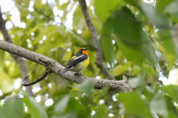 Narcissus Flycatcher 埼玉県 Sat, 4/20/2024