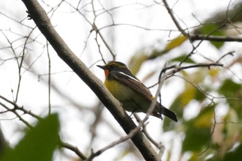 Narcissus Flycatcher 埼玉県 Sun, 4/21/2024