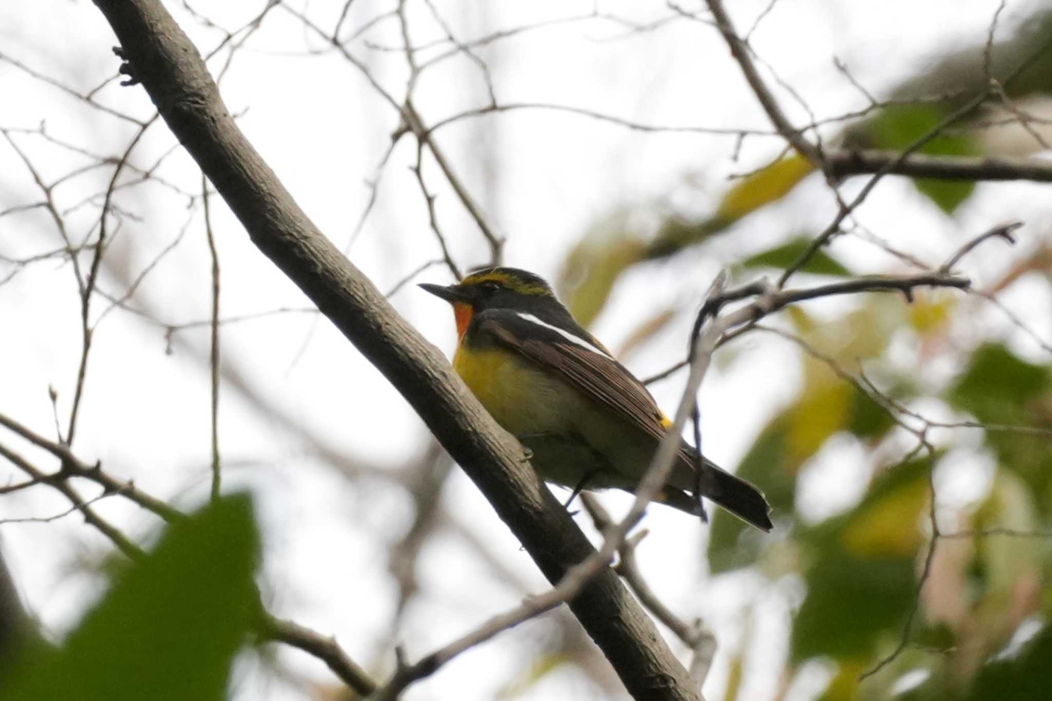 Photo of Narcissus Flycatcher at 埼玉県 by どばと