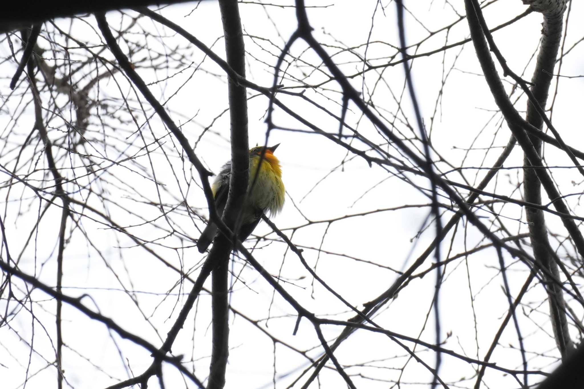 Photo of Narcissus Flycatcher at 埼玉県 by どばと