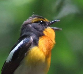 Narcissus Flycatcher 滝沢森林公園 Tue, 5/14/2024