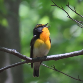 Narcissus Flycatcher 滝沢森林公園 Tue, 5/14/2024