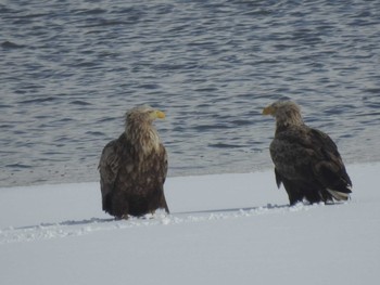 White-tailed Eagle 石狩 茨戸川 Tue, 3/5/2024