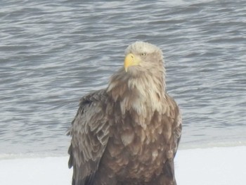 White-tailed Eagle 石狩 茨戸川 Tue, 3/5/2024
