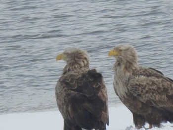 White-tailed Eagle 石狩 茨戸川 Tue, 3/5/2024