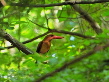 Ruddy Kingfisher ささやまの森公園(篠山の森公園) Tue, 5/14/2024